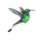Hummingbird
