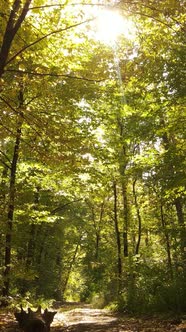 Vertical Video Autumn Forest with Trees By Day Slow Motion