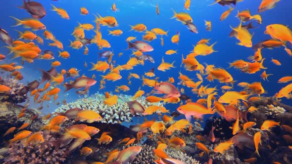 Underwater Colourful Tropical Fish