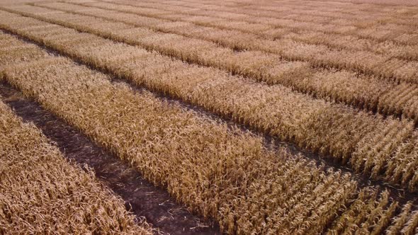 Corn plantations. farming. autumn corn harvest. Aerial view.