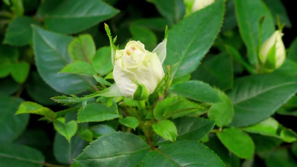 Time Lapse of Growth White Rose Flower