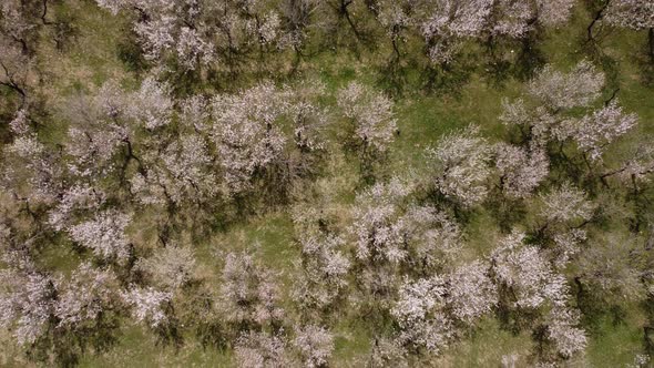 Spring Trees aerial View - Spring Colors