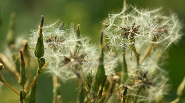 Matured Flower