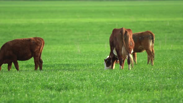 Cows in Field Grazing on Grass and Pasture in Australia on a Farming Ranch