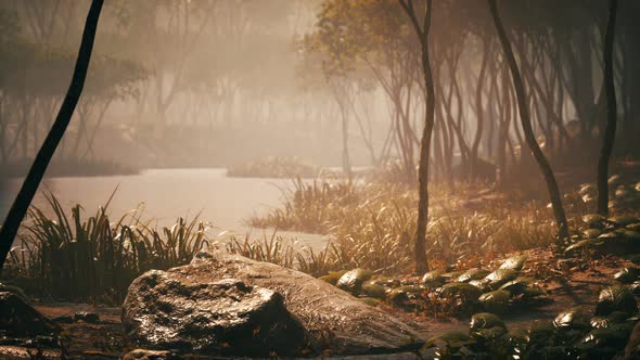 River in Mysterious Forest with Fog