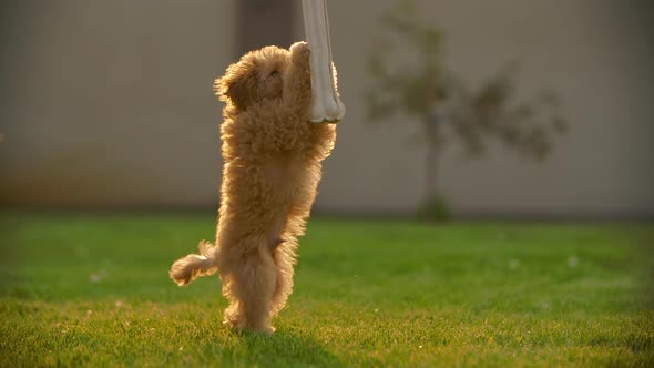 Poodle Puppy Jumps Trying To Catch Big Bone Slow Motion