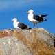 Seagull Ocean Pack - VideoHive Item for Sale