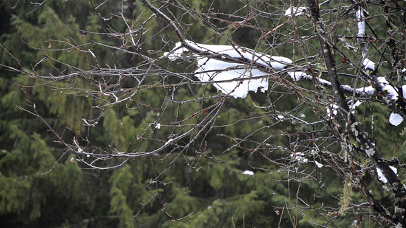 Snowy Branches In Forest