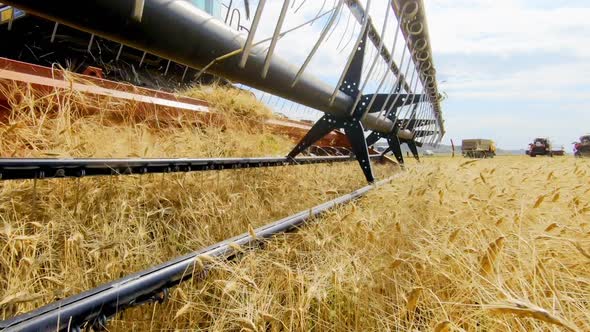 Harvester Collecting Wheat on Background of Agricultural Machinery, Closeup of Wheat Thresher