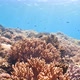 coral reef and fish - VideoHive Item for Sale