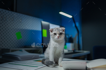 A cat sits on a desk, There is a cat in the office, This company has a cat, and that cat is loved by