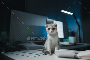 A cat sits on a desk, There is a cat in the office, This company has a cat, and that cat is loved by