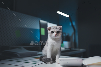 A cat sits on a desk, There is a cat in the office, This company has a cat, and that cat is loved by