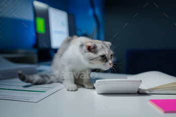 A cat sits on a desk, There is a cat in the office, This company has a cat, and that cat is loved by