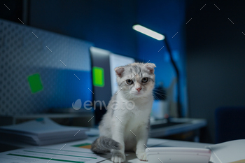 A cat sits on a desk, There is a cat in the office, This company has a cat, and that cat is loved by