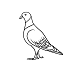 Pigeon