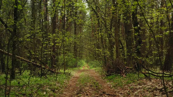 Walking Walk Along the Path