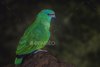 Southern Festive Amazon Parrot (Amazona festiva)