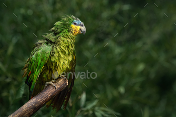 Soaking Wet Orange-winged Amazon Parrot (Amazona amazonica)