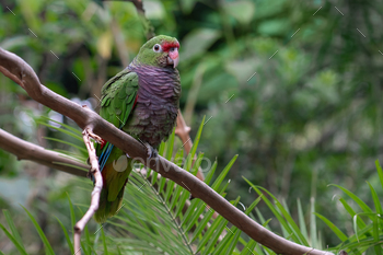 Vinaceous-breasted Amazon Parrot (Amazona vinacea)