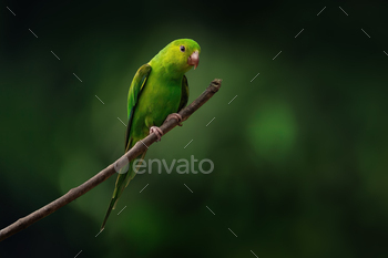 Plain Parakeet bird (Brotogeris tirica)