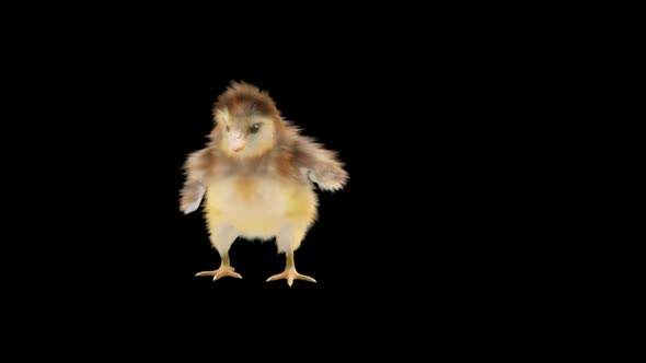 Baby Chicks Dancing HD