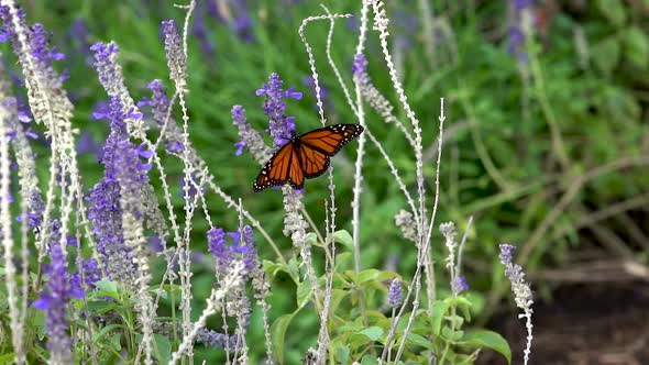 A single monarch butterfly  flaps its wings and flies away.