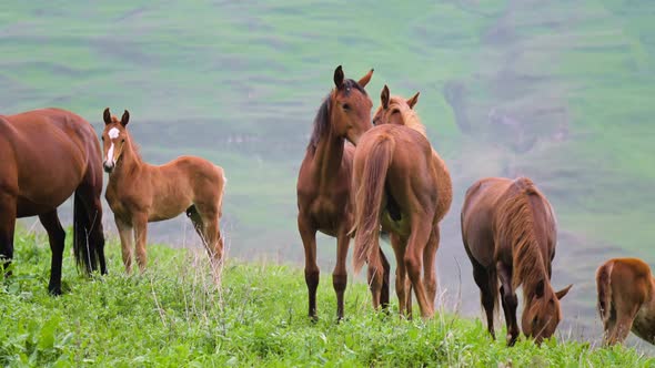 A Small Herd of Wild Horses Grazes on a Pasture with Green Grass in a Mountainous Area
