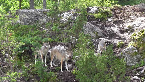 Wolfpack feeding on raw meat inside Norwegian bear park - Wild animals in captivity - Handheld stati
