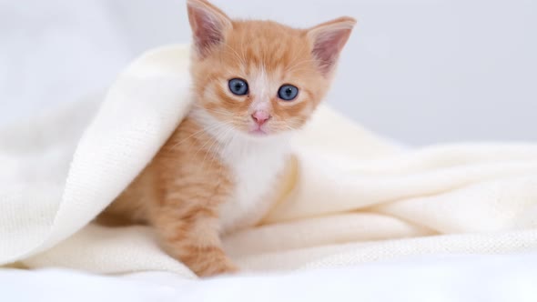 Small Ginger Striped Domestic Playful Kitten Crawls Out From Under the Blanket