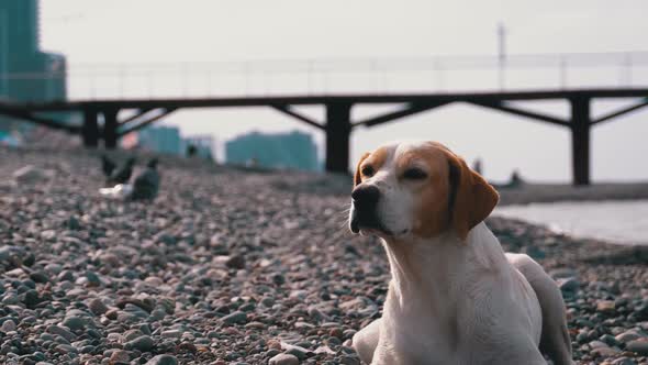 Stray Dog Lies on a Stone Shore of the Sea. Hungry, Wild and Unhappy Homeless Dog.