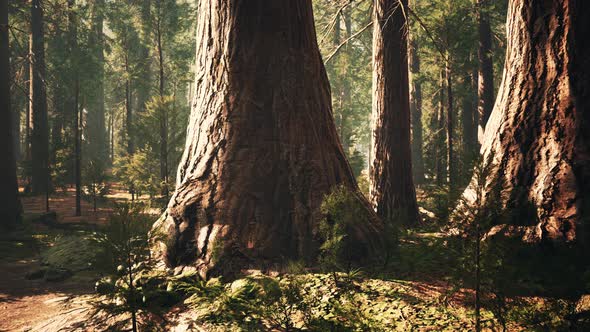 Giant Sequoias in the Giant Forest Grove in the Sequoia National Park