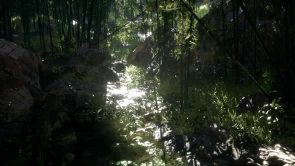 Lush Green Leaves of Bamboo Near the Shore of a Pond with Stones