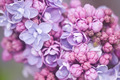 Flowers - PhotoDune Item for Sale