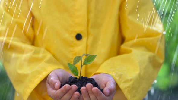 Child holding young green plant in hands