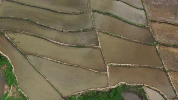 Aerial drone view of agriculture in rice on a beautiful field filled with water