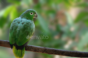 Southern Mealy Amazon Parrot (Amazona farinosa)