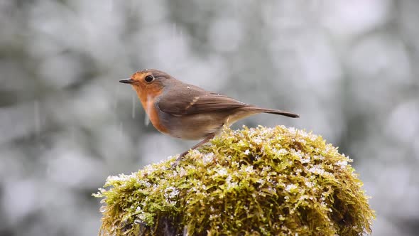 Robin redbreast bird in snowy day