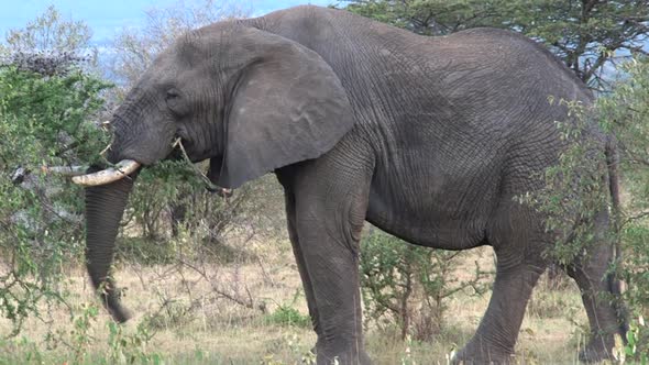 African Elephant Eating Leaves from A Treetop