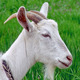 Goat in Green Meadow - VideoHive Item for Sale