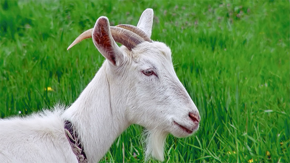 Goat in Green Meadow