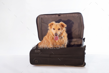 dog sitting in the bag. Suitcase with dog. Dog treveler