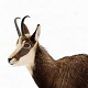 Chamois