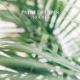 Palm Dreams