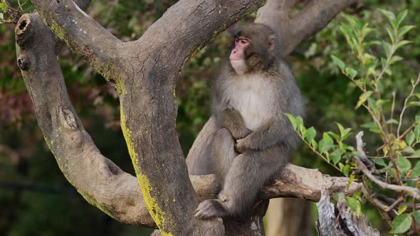 Japanese Macaque Shot Near Kyoto Japan