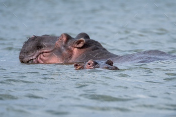 African hippopotamus submerged in water on Kenya's safari