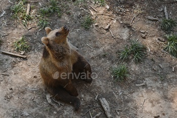 Brown bears in the forest. European bear moving in nature.