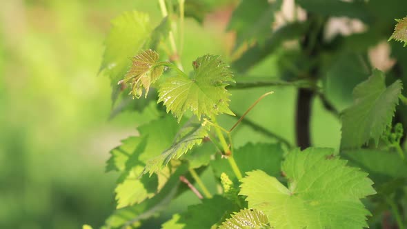 Young Leaves of Grapes in Sunlight