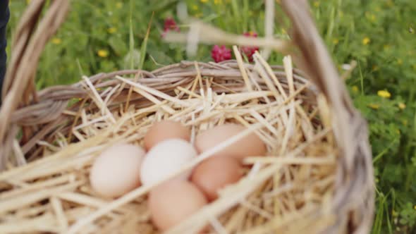 Fresh Chicken Eggs in the Basket