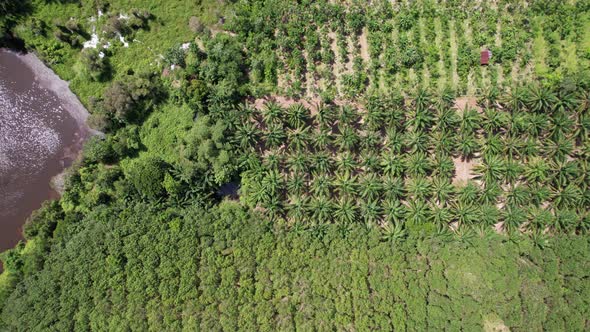 Palm Oil Tree Plantation view and rubber plantation from above